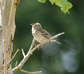 Pipit des arbres