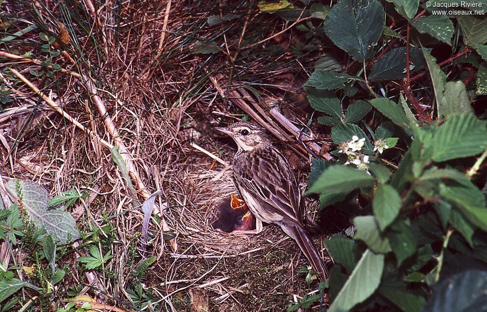 Pipit des arbresadulte nuptial, Nidification