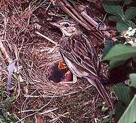 Tree Pipit