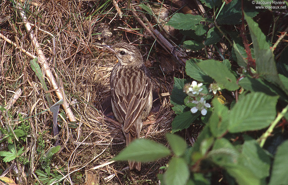 Pipit des arbresadulte nuptial, Nidification