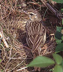 Pipit des arbres