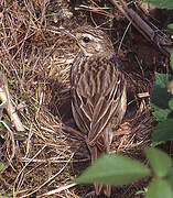 Pipit des arbres