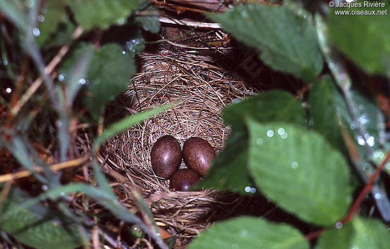 Tree Pipit, Reproduction-nesting