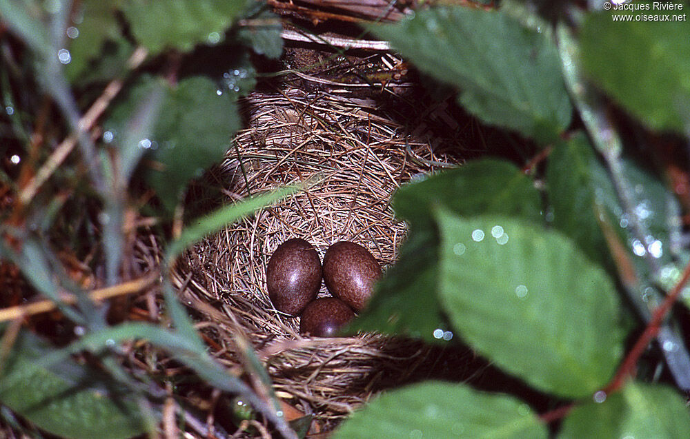 Pipit des arbres, Nidification