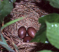 Tree Pipit