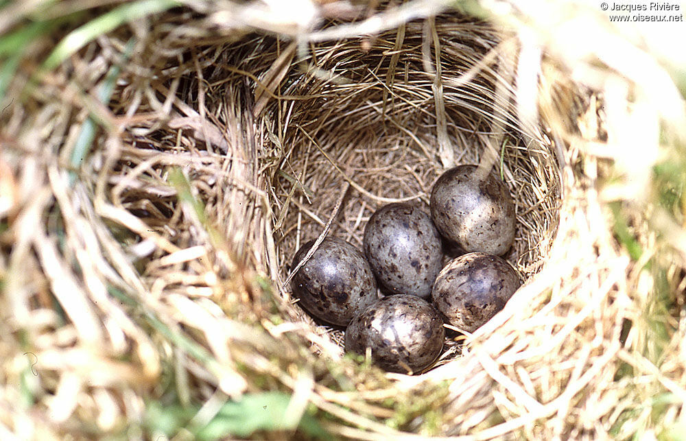 Tree Pipit, Reproduction-nesting