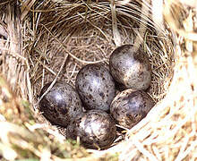 Tree Pipit