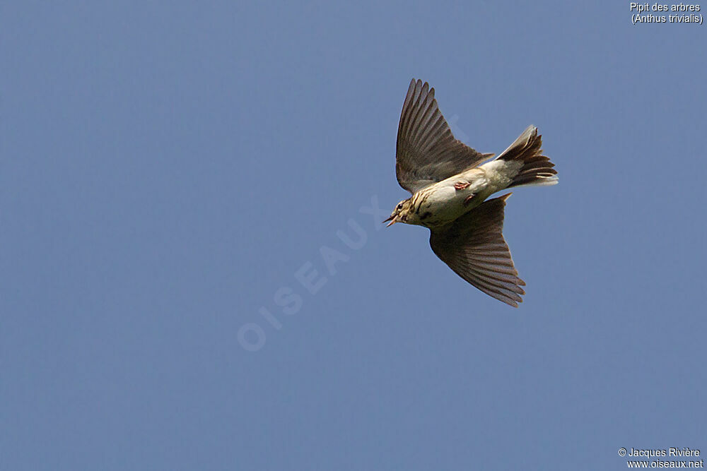 Tree Pipit male adult breeding, identification, Flight, Reproduction-nesting