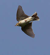 Tree Pipit