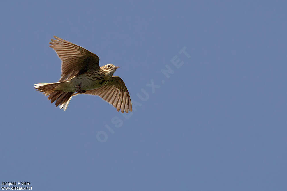 Pipit des arbres mâle adulte nuptial, Vol, parade, chant