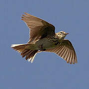 Tree Pipit