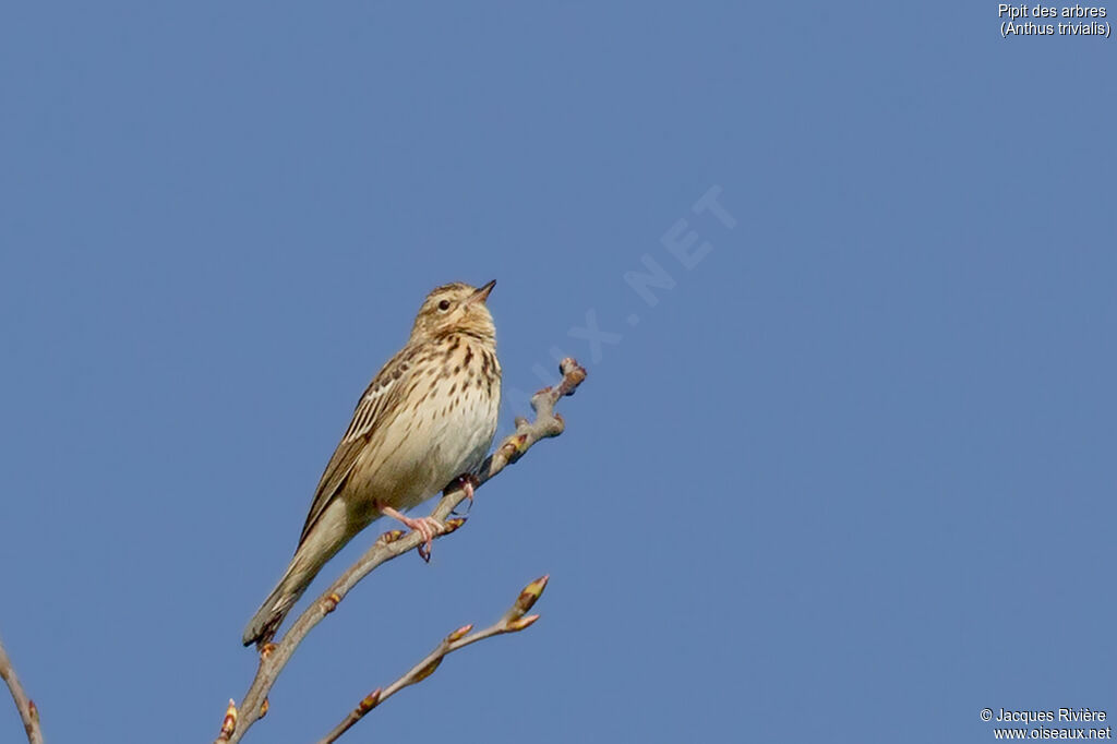 Pipit des arbres mâle adulte, identification, chant