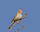 Pipit des arbres