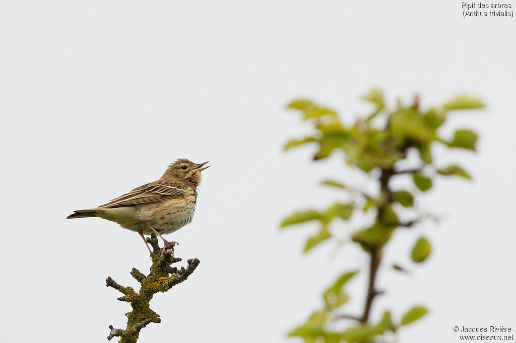 Pipit des arbres mâle adulte nuptial, identification, chant