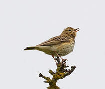 Tree Pipit