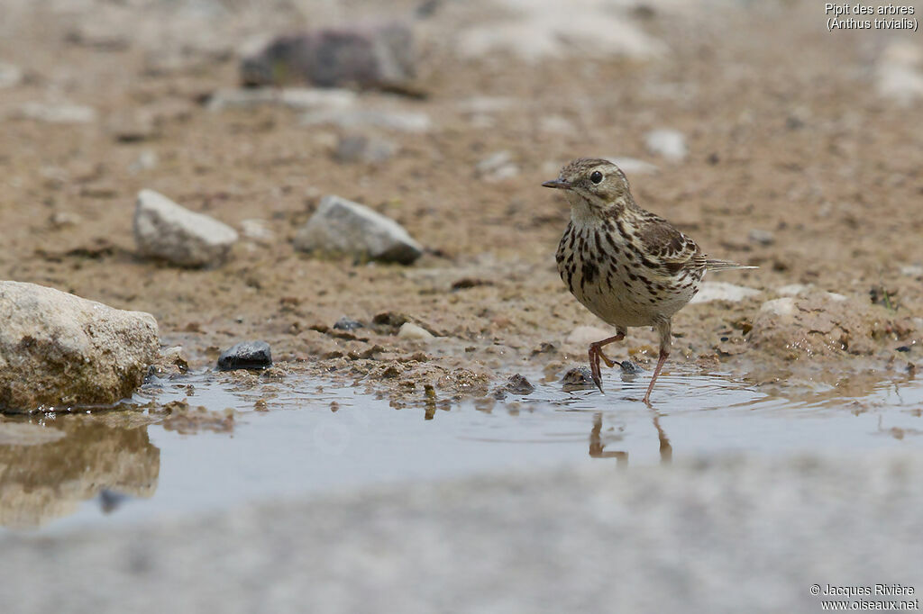 Pipit des arbresadulte nuptial, identification, soins