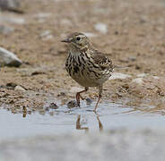 Tree Pipit