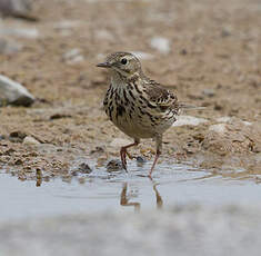 Pipit des arbres