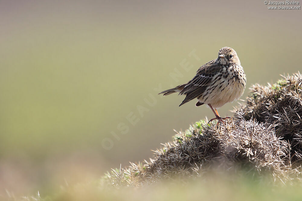 Meadow Pipitadult breeding