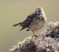 Meadow Pipit