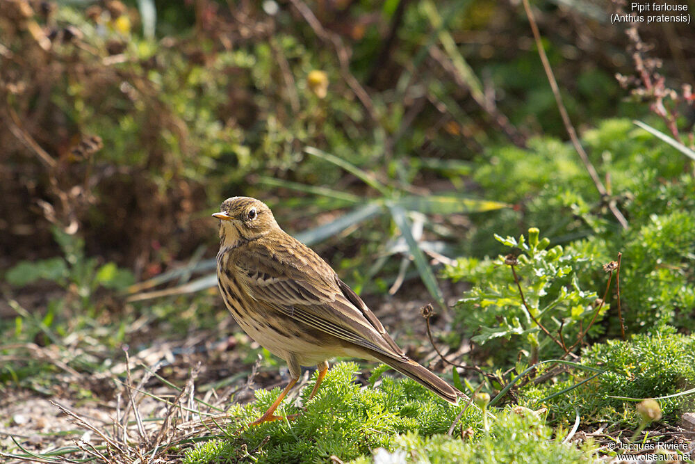 Meadow Pipitadult post breeding, identification