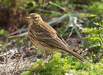 Pipit farlouse