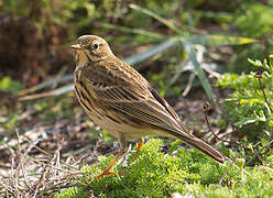 Pipit farlouse