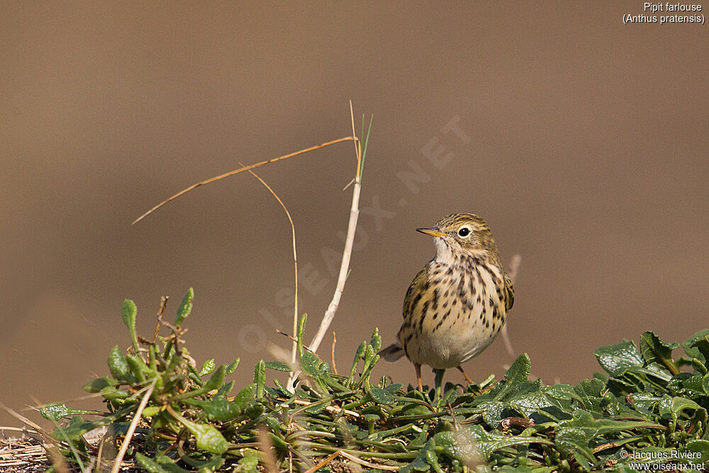 Pipit farlouseadulte internuptial, identification, marche