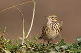 Pipit farlouse