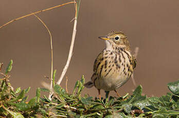 Pipit farlouse