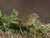 Pipit farlouse