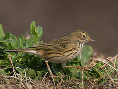 Meadow Pipit