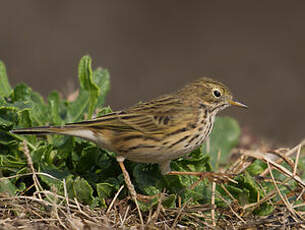 Pipit farlouse