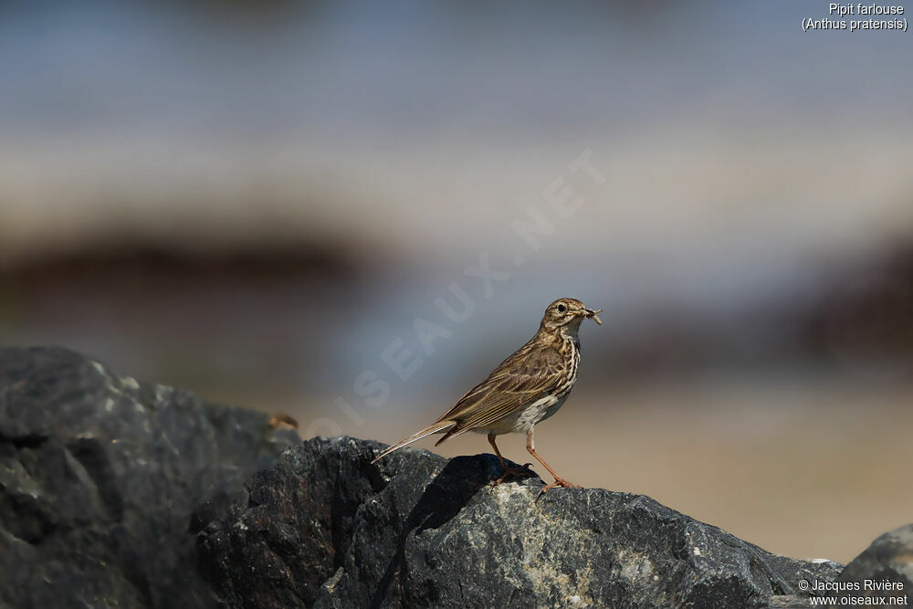 Pipit farlouseadulte nuptial, identification, Nidification