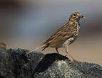 Pipit farlouse