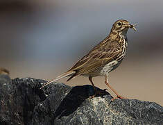 Meadow Pipit