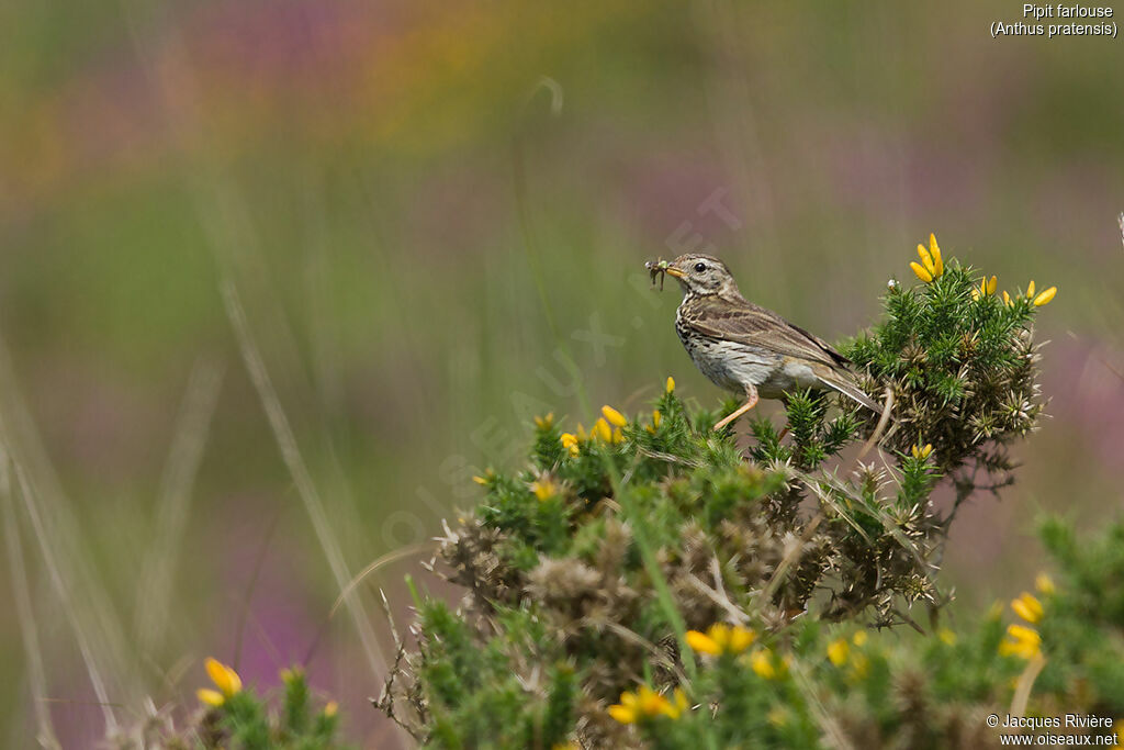 Meadow Pipitadult breeding, identification, Reproduction-nesting