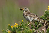 Pipit farlouse