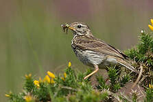 Pipit farlouse