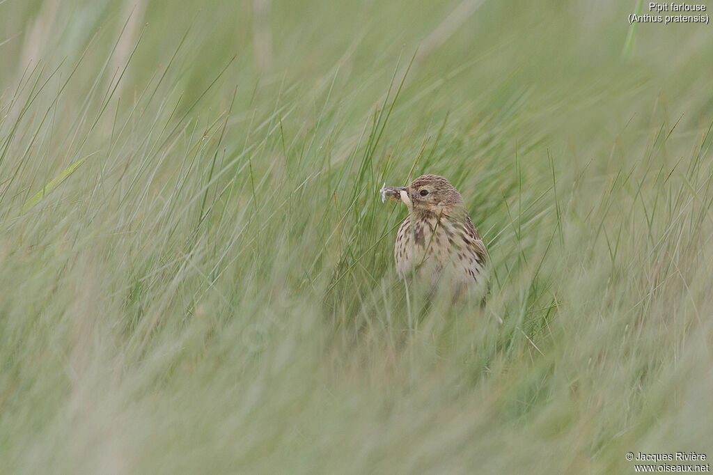 Meadow Pipitadult breeding, identification, Reproduction-nesting