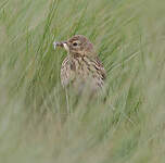 Pipit farlouse