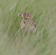 Meadow Pipit