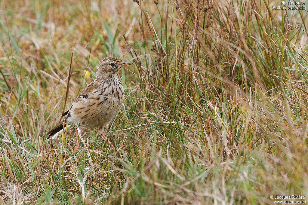 Pipit farlouseadulte transition