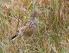 Pipit farlouse