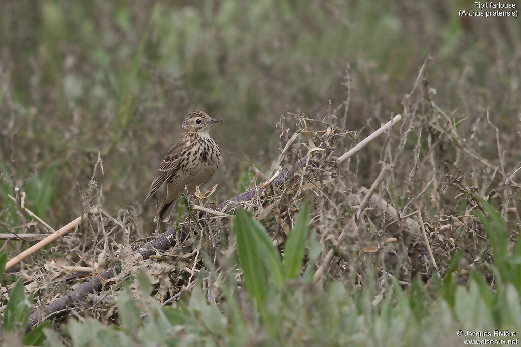 Pipit farlouseadulte nuptial, identification