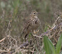 Meadow Pipit