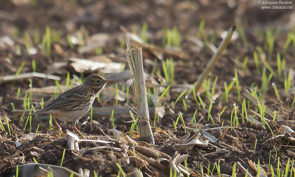 Pipit farlouseadulte internuptial