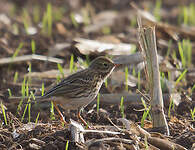 Pipit farlouse