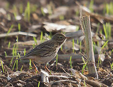 Meadow Pipit