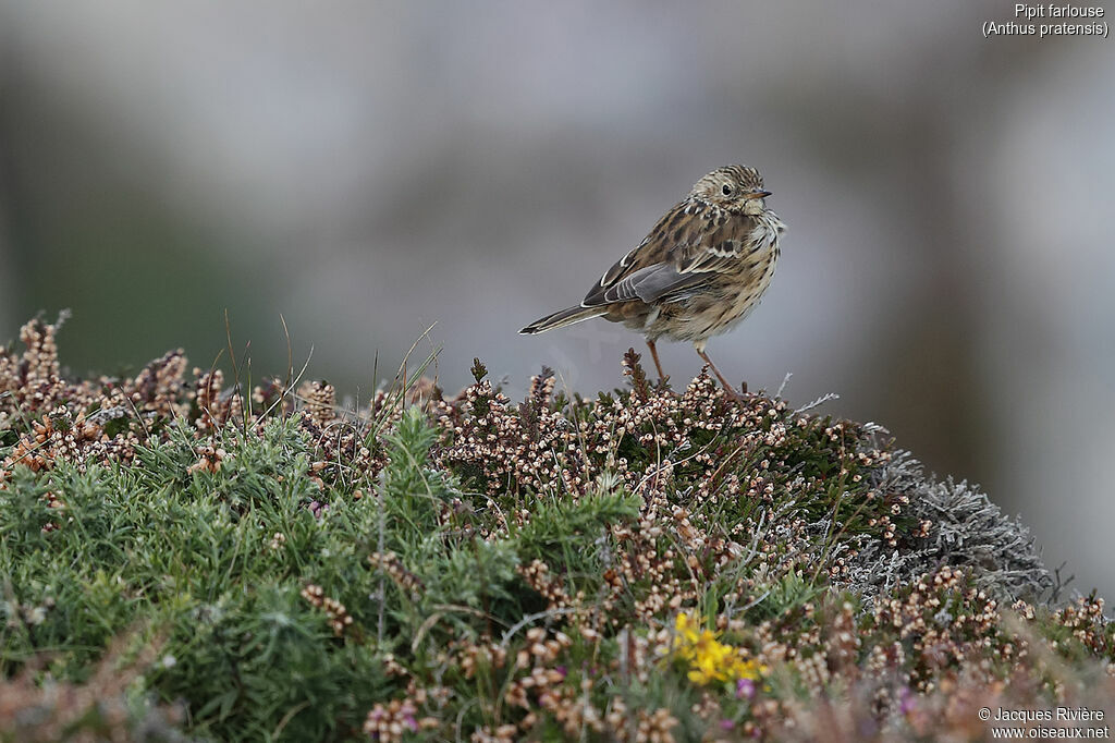 Pipit farlouse